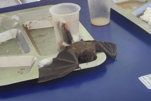 Estudante foi surpreendido com um morcego caindo em sua bandeja