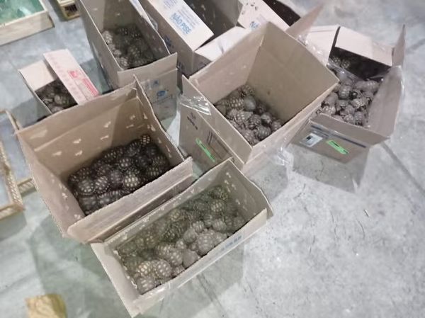 PRF apreende 800 animais no sul da Bahia  por Divulgação/PRF