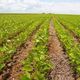 Imagem - Plantio de soja no Oeste baiano atinge marca de 2 milhões de hectares