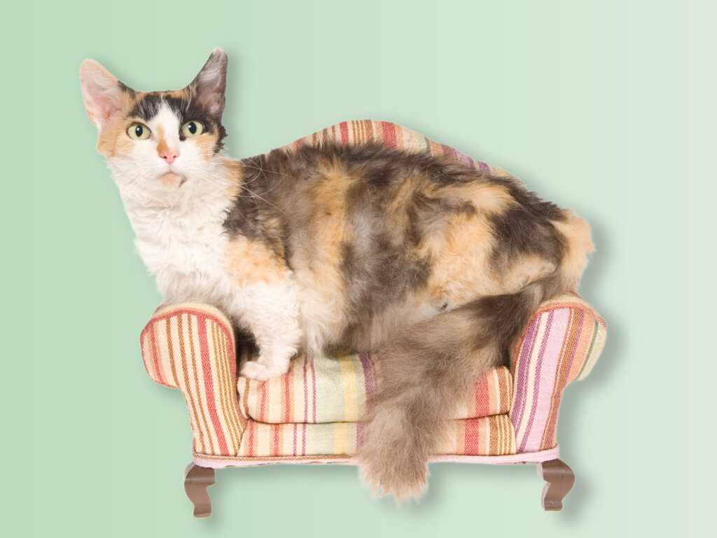 Imagem Edicase Brasil