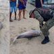 Imagem - Golfinho é encontrado morto em praia do Subúrbio