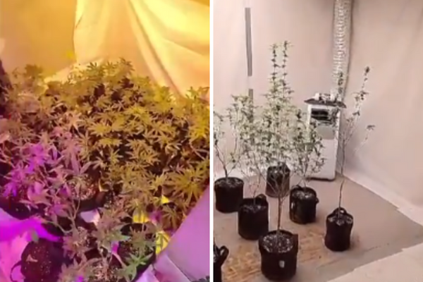 Polícia do Peru encontra plantação de maconha em fundo falso de geladeira