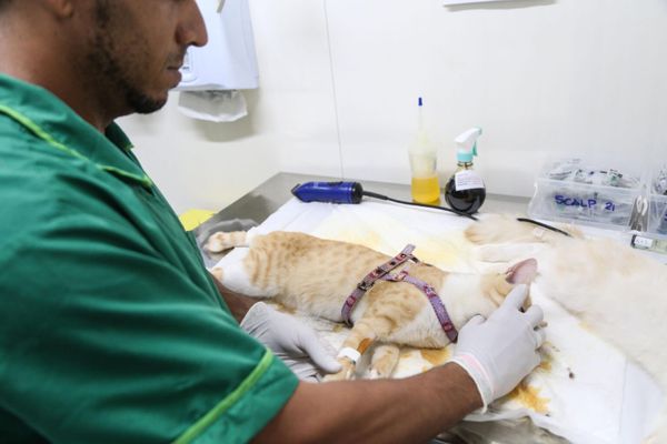 Castração em Salvador é realizada gratuitamente