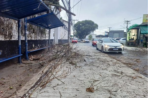 Os galhos da árvore que danificaram o ponto 