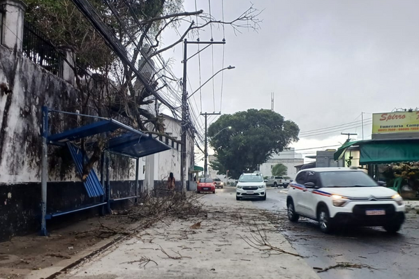 Outras partes da árvore estavam espalhadas pela rua