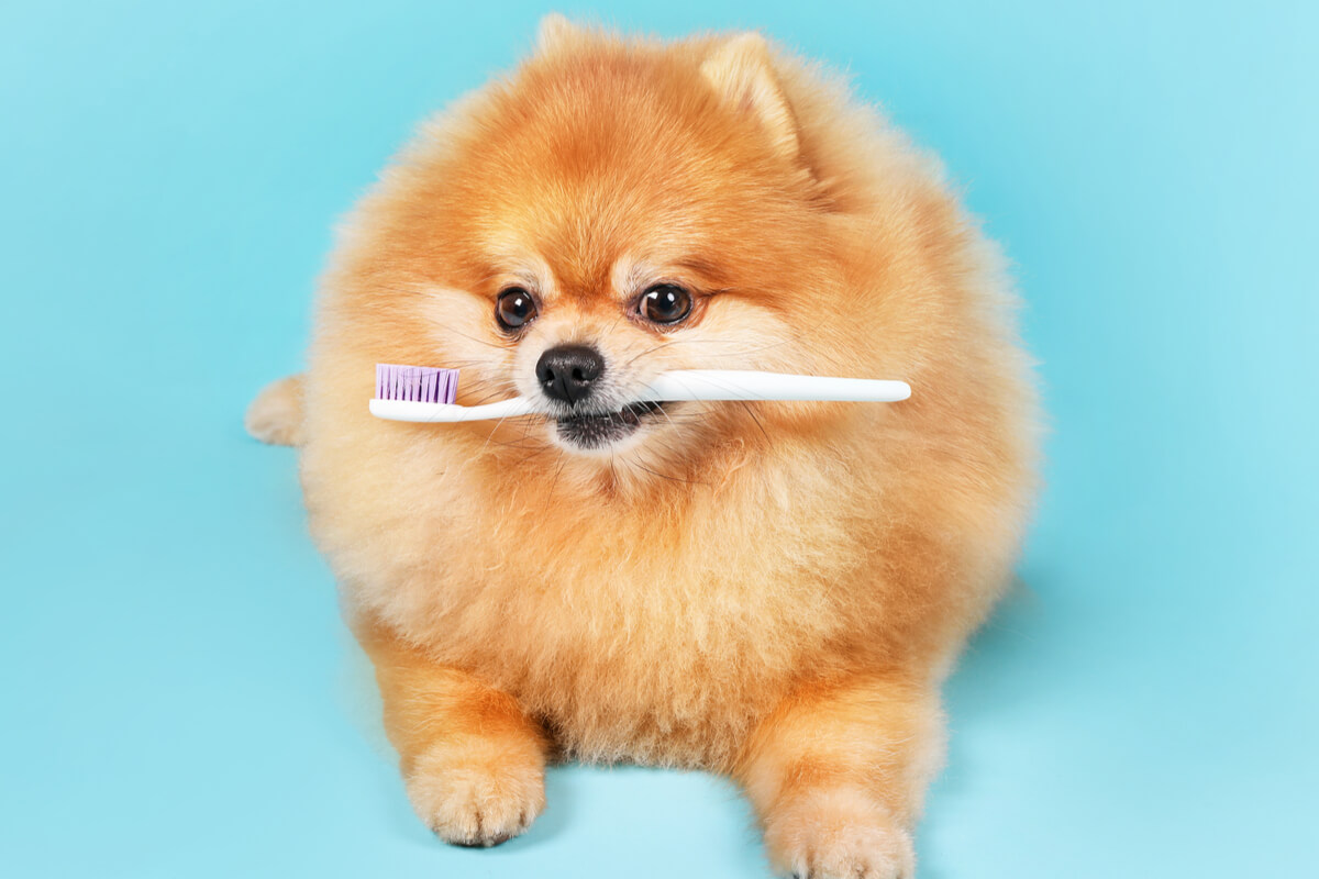 4 tips for caring for pets’ teeth