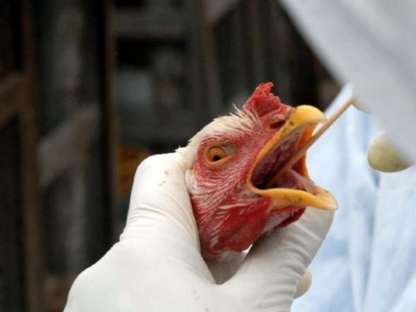 Imagem - Ministério da Agricultura prorroga estado de emergência zoossanitária para gripe aviária