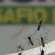 Imagem - Rio de Janeiro registra mais de 17 mil casos de dengue este ano