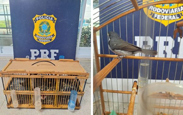 PRF resgata 12 pássaros transportados irregularmente em ônibus na Bahia