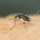 Imagem - Primeiro na vacinação em massa contra dengue, Dourados tem Dia D