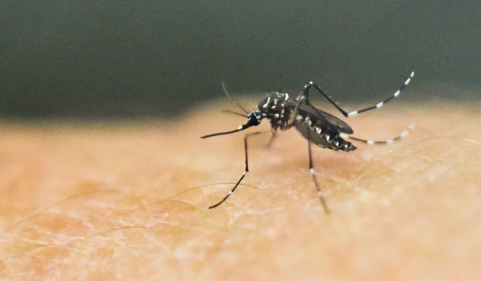 Aedes aegypti