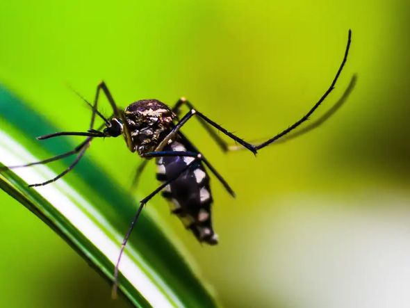 Imagem - Sesab confirma duas novas mortes por dengue na Bahia