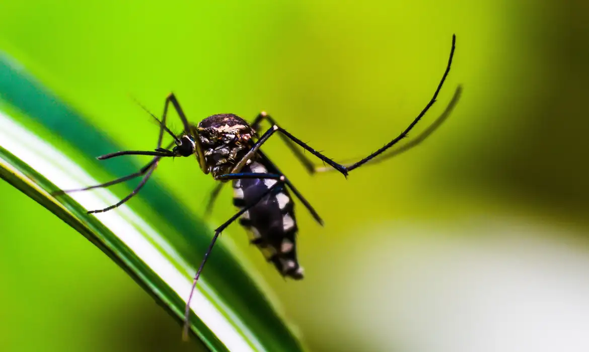 EUA fazem alerta sobre viagens ao Brasil devido a dengue e febre oropouche