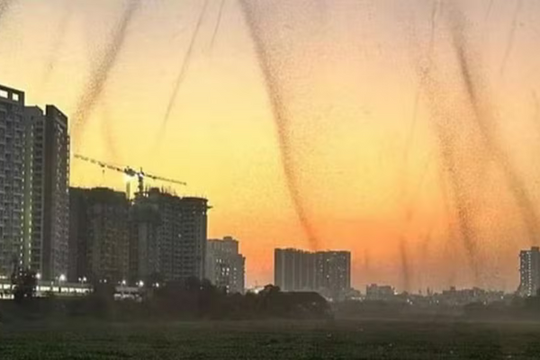 'Tornados de mosquitos' assustam e deixam moradores confinados em casa em Pune, Índia