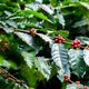 Imagem - Restauração florestal em cafezais é viável economicamente, diz estudo