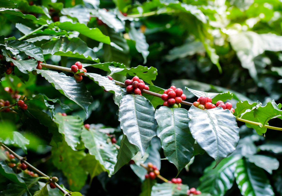 Restauração florestal em cafezais é viável economicamente, diz estudo