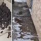 Imagem - Centenas de sapos são encontrados em Feira de Santana após chuvas