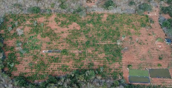 Imagem aérea da plantação