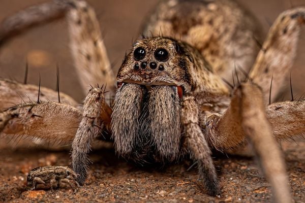 Pesquisadores descobrem substância em veneno de aranha que elimina células de câncer