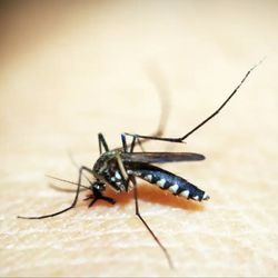 Imagem - Saiba quem são as pessoas que mais atraem o mosquito da dengue