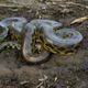 Imagem - Ciência revela que há 2 espécies de anaconda