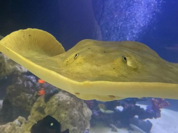 Imagem - Gravidez de arraia sem contato com macho surpreende em aquário dos EUA; entenda
