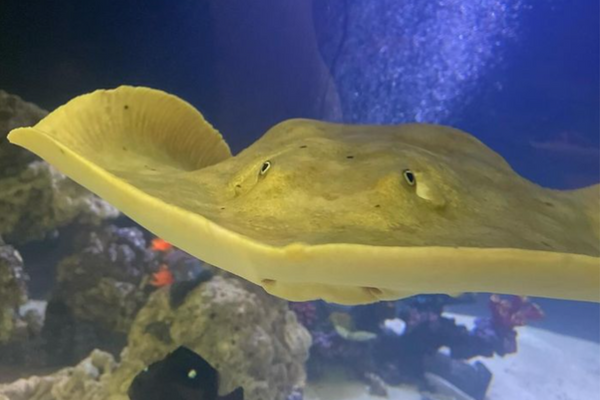 Charlotte vive no Aquarium & Shark Lab Team ECCO na Carolina do Norte, nos Estados Unidos
