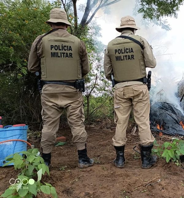 PM erradica 1.100 pés de maconha e 7.500 mudas em Curaçá