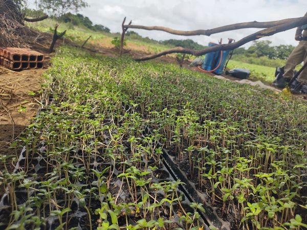 PM erradica 1.100 pés de maconha e 7.500 mudas em Curaçá