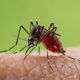 Imagem - Dengue: 80% dos criadouros do mosquito estão dentro de casa