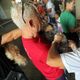 Imagem - Cães recebem aplicação gratuita de vacina V10 no Parque da Cidade