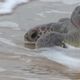 Imagem - Ovos de tartarugas ameaçadas de extinção são roubados no extremo sul da Bahia