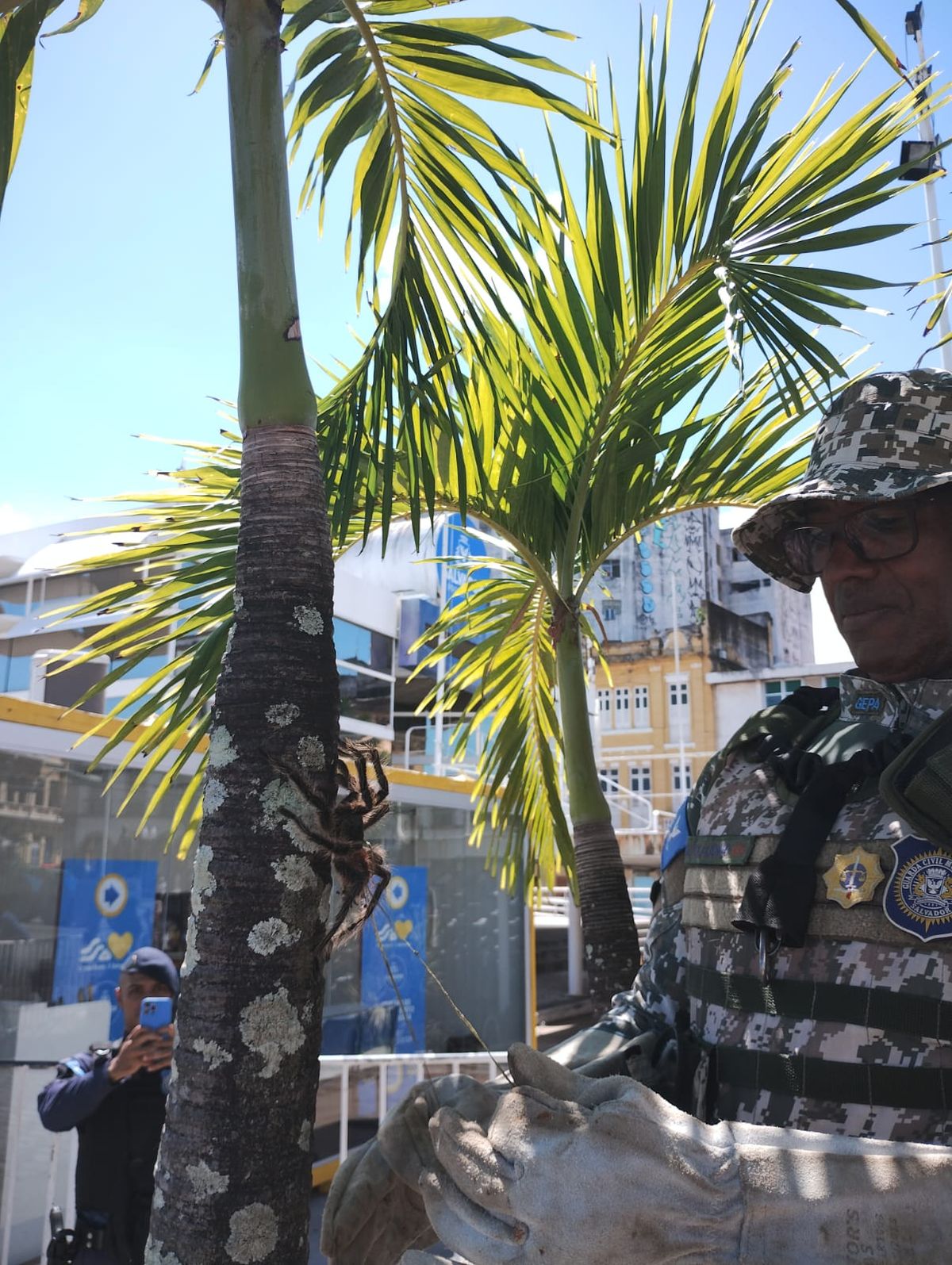 Aranha-caranguejeira é resgatada pela Guarda Civil em pleno Centro Histórico 