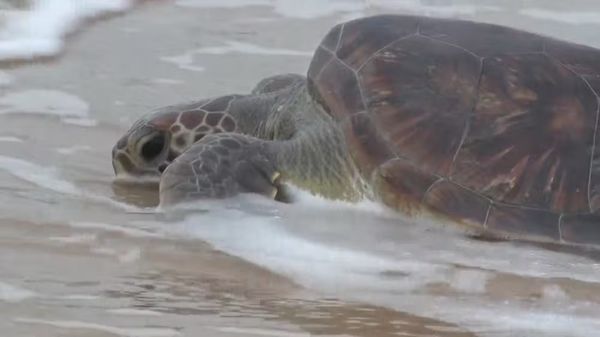 Ovos de tartarugas ameaçadas de extinção são roubados no extremo sul da Bahia