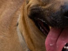 Imagem - Proposta quer deduzir Imposto de Renda para quem tem pet