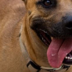 Imagem - Proposta quer deduzir Imposto de Renda para quem tem pet