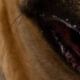 Imagem - Proposta quer deduzir Imposto de Renda para quem tem pet