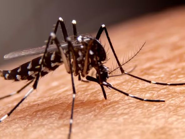 Imagem - Com quatros novas mortes, Bahia chega a 56 óbitos por dengue em 2024
