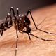 Imagem - Dengue já matou 12 pessoas na Bahia