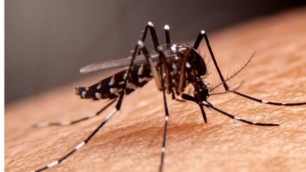Aedes aegypti, vetor transmissor de dengue, zika e  chikungunya