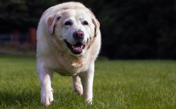 Labrador é uma das raças que mais têm tendência à obesidade no mundo