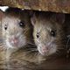 Imagem - Ratos invadem delegacia nos EUA e consomem maconha: 'Estão todos chapados'