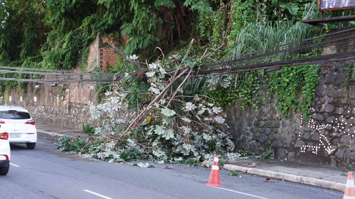 Galhos de árvore caíram na Avenida Garibaldi