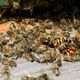 Imagem - Escola municipal suspende aulas por risco de ataque de abelhas