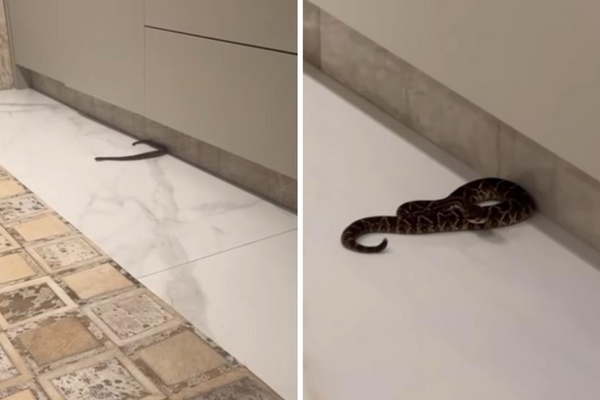 Cobra invade casa de bispo
