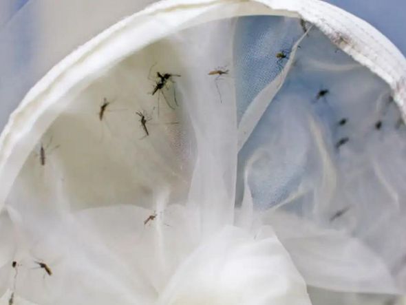 Imagem - Vacinação pode levar até 8 anos para reduzir transmissão da dengue