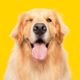 Imagem - 10 curiosidades sobre o cachorro golden retriever