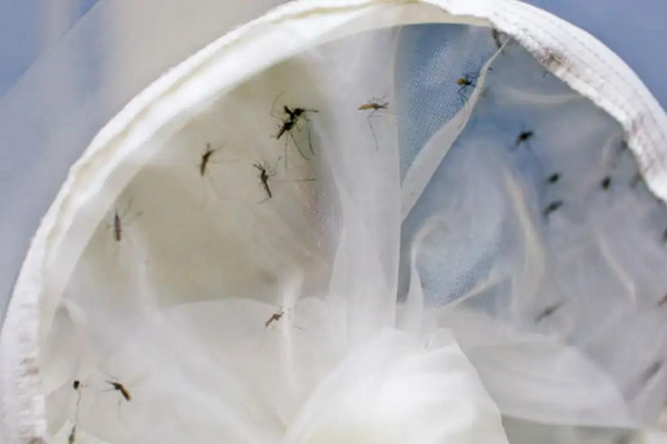 Bahia chega a 20ª morte por dengue em 2024