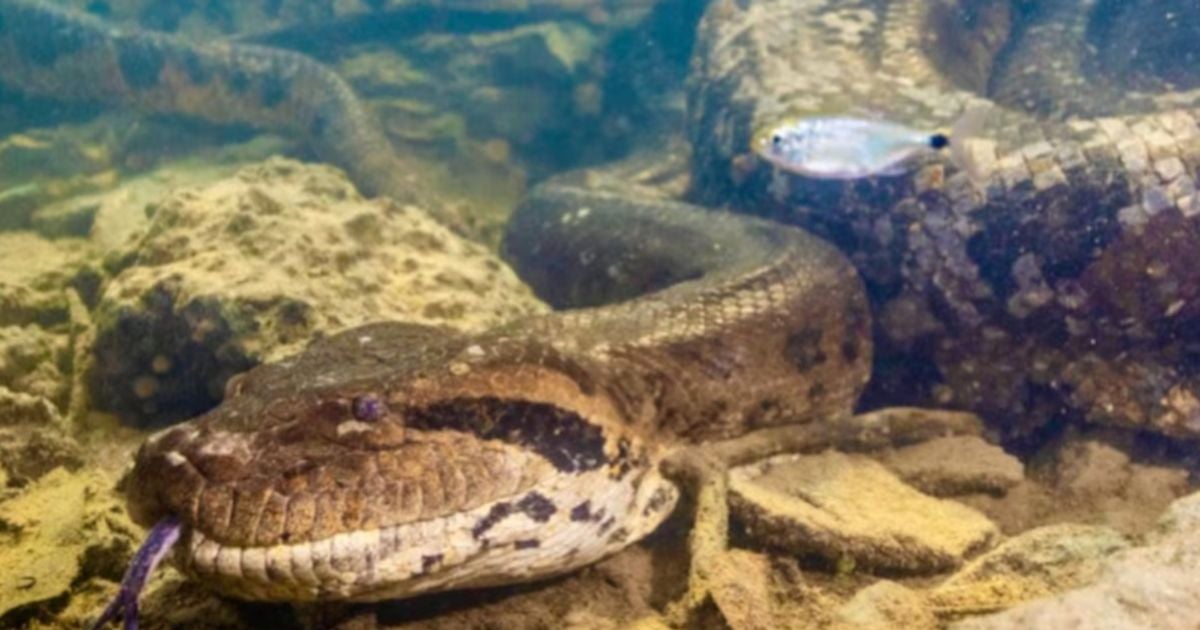 Imagem - Sucuri entra em tubulação e interrompe fornecimento de água em São Paulo