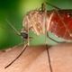Imagem - Bahia registra nove casos de Febre do Oropouche, doença viral similar à dengue